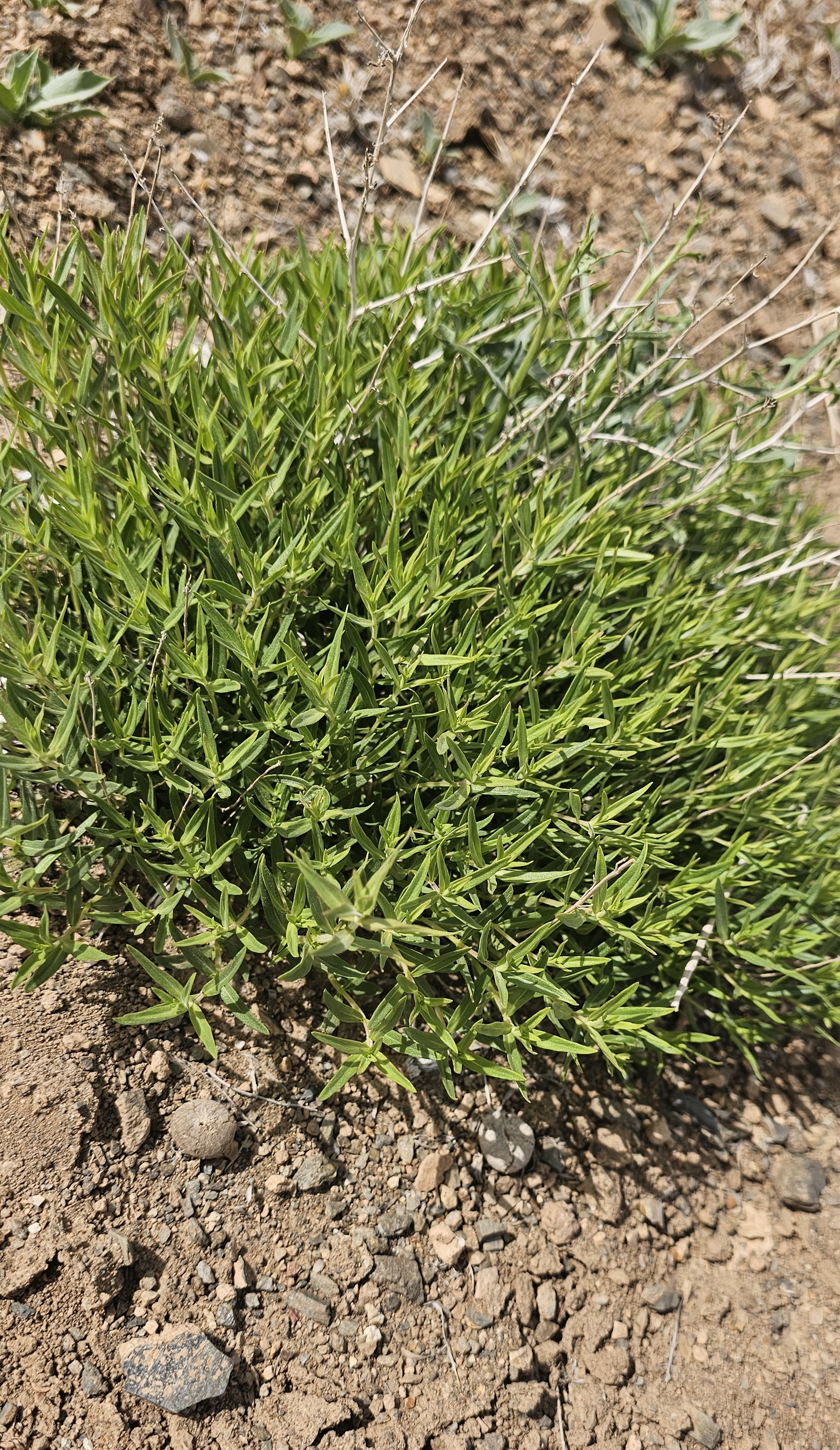 گیاه آویشن کوهی تازه 