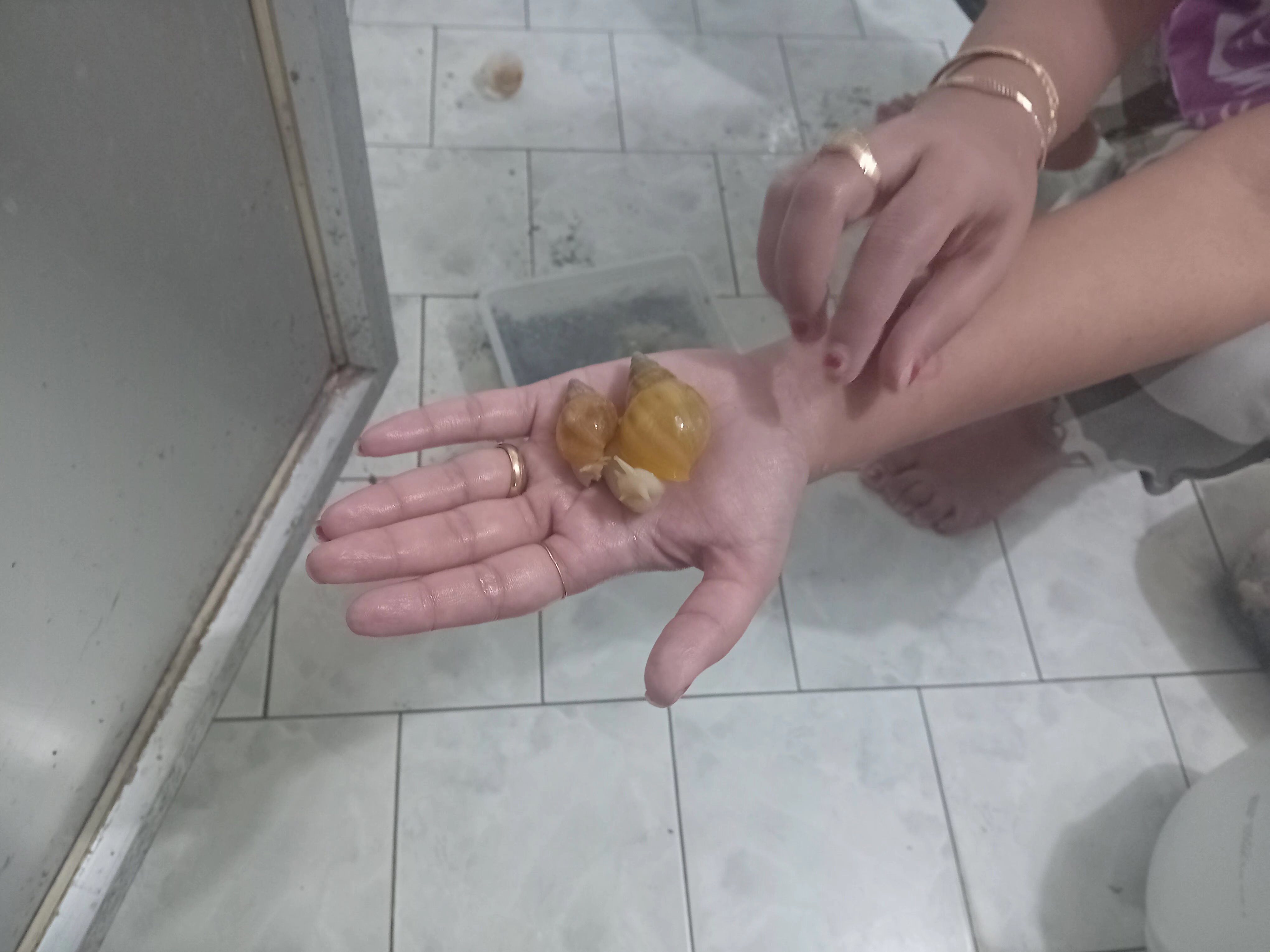 فروش حلزون