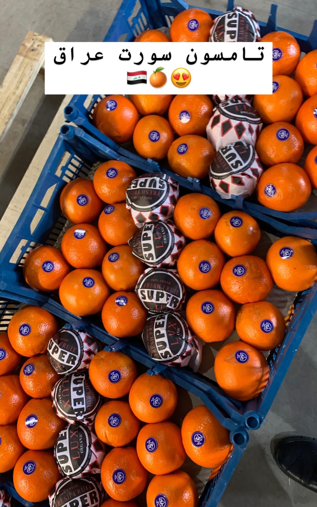 فروش انواع مرکبات پرتقال