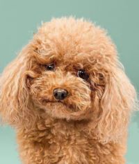 فروش حیوانات خانگی