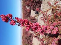 زرشک و زعفران یاقوت و طلای سرخ