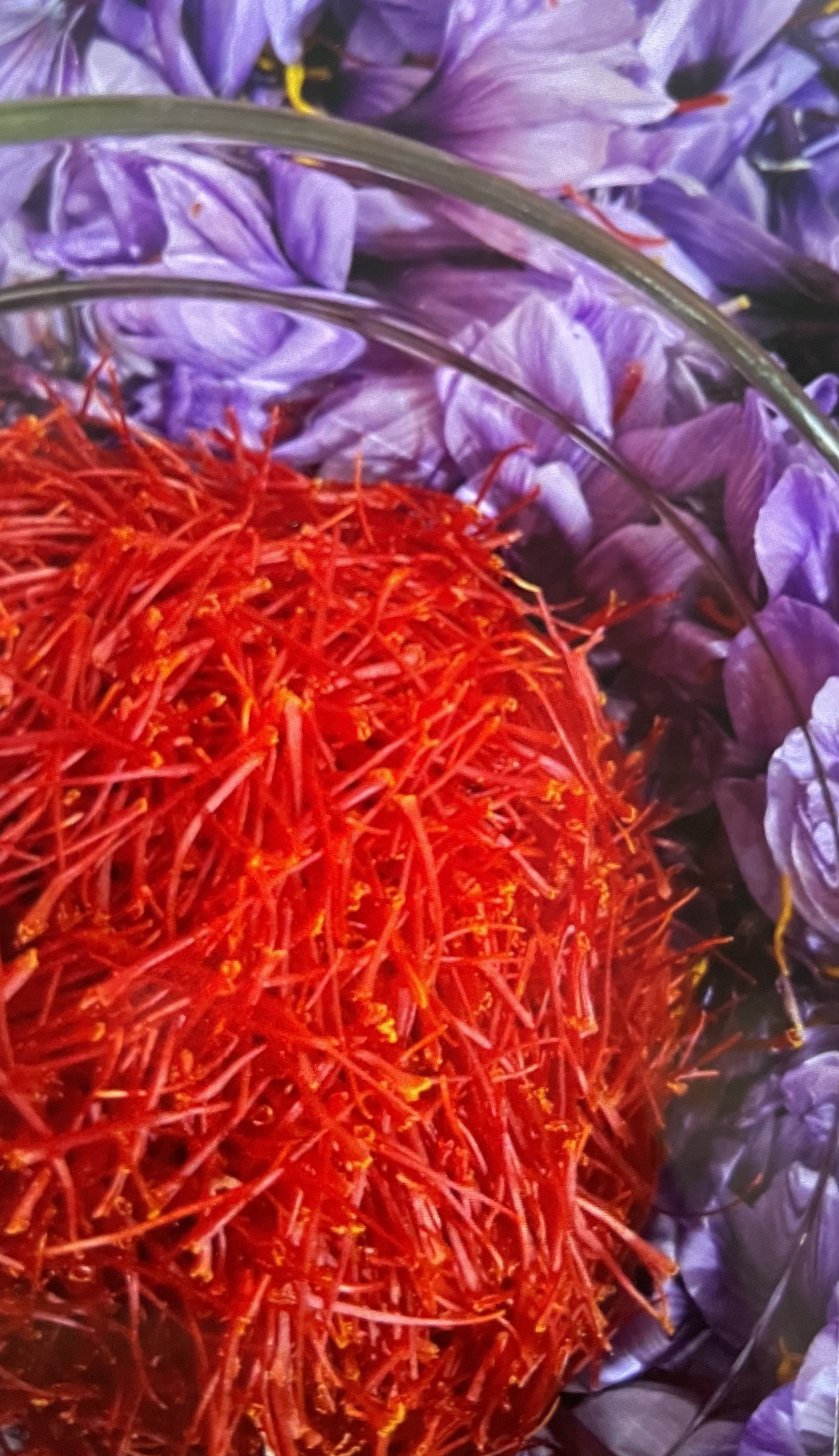 زعفران