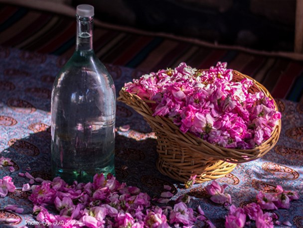 گلاب ممتاز 