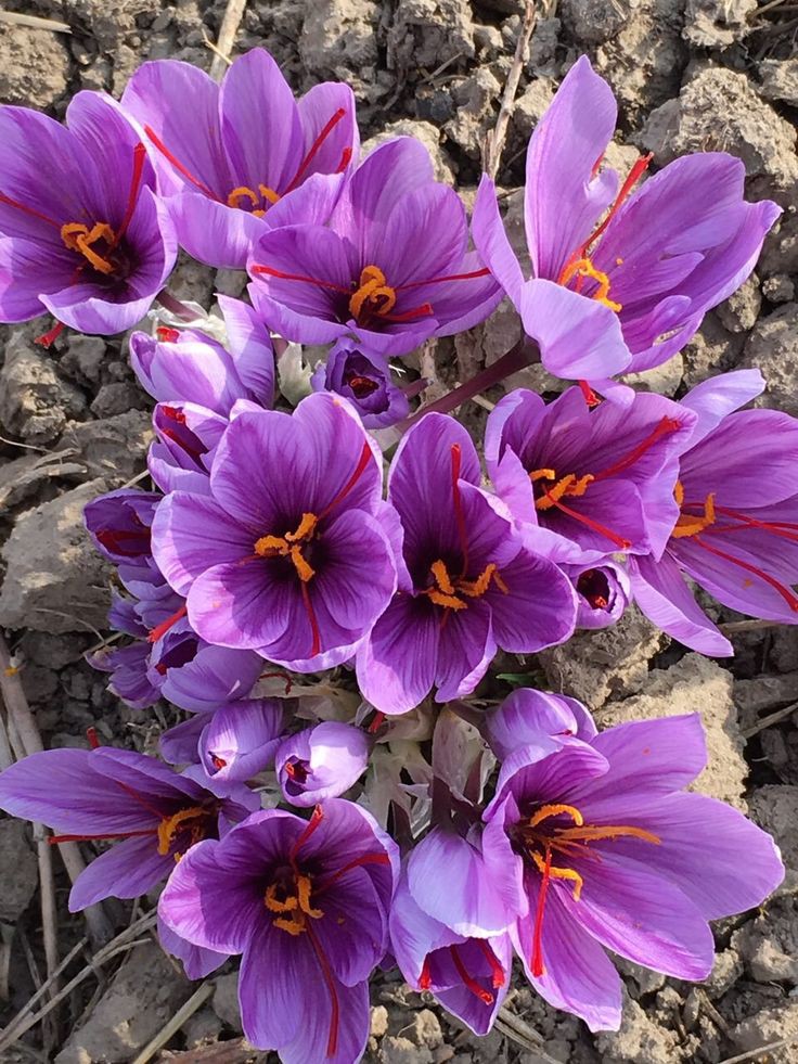 زعفران طلای سرخ ایران