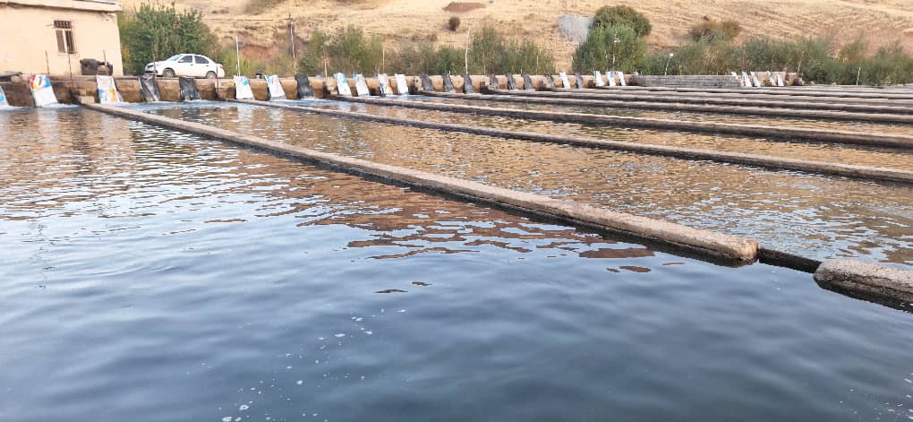 تهیه و فروش ماهی قزل‌آلا و سالمون