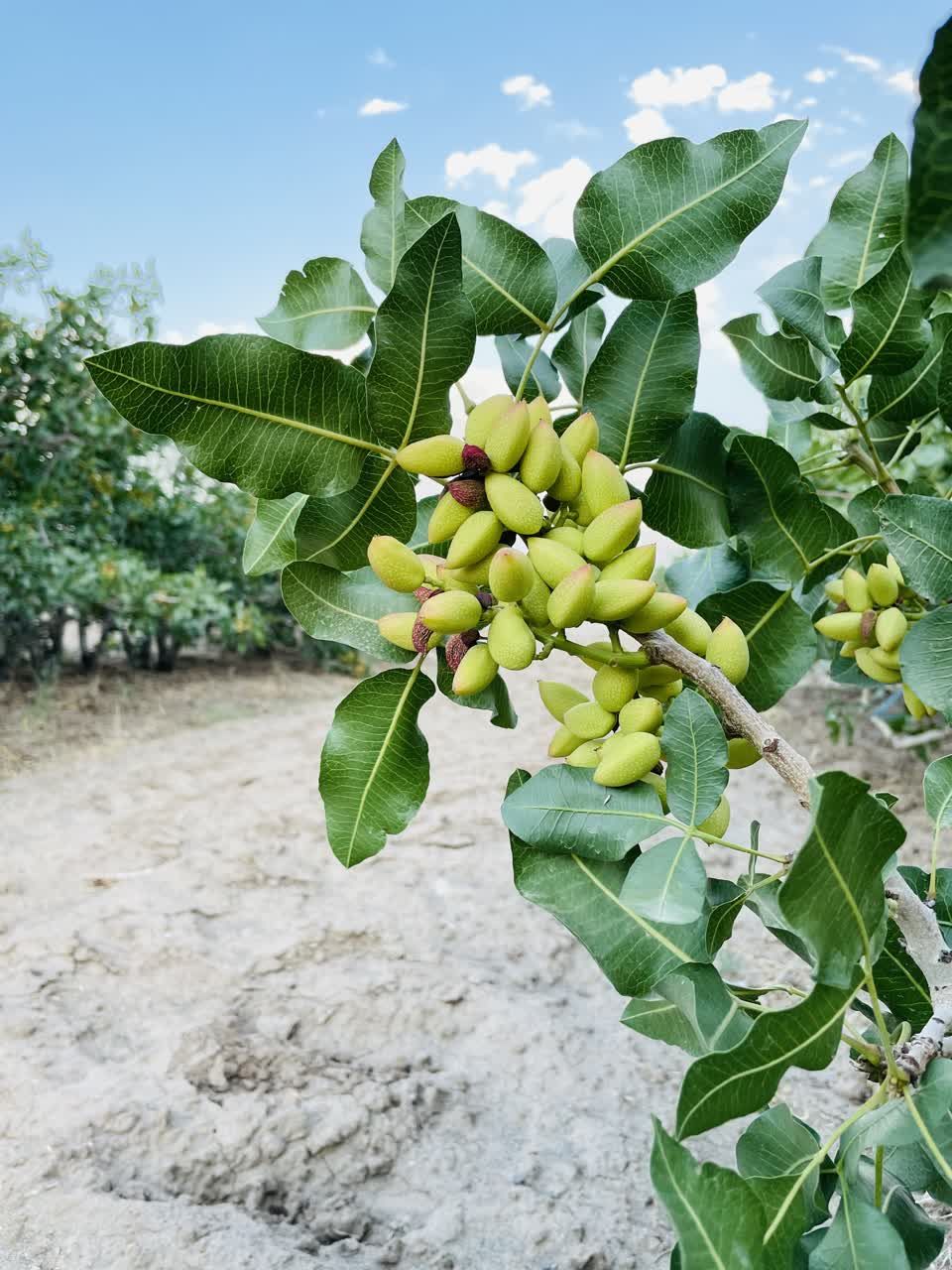 پسته رفسنجان