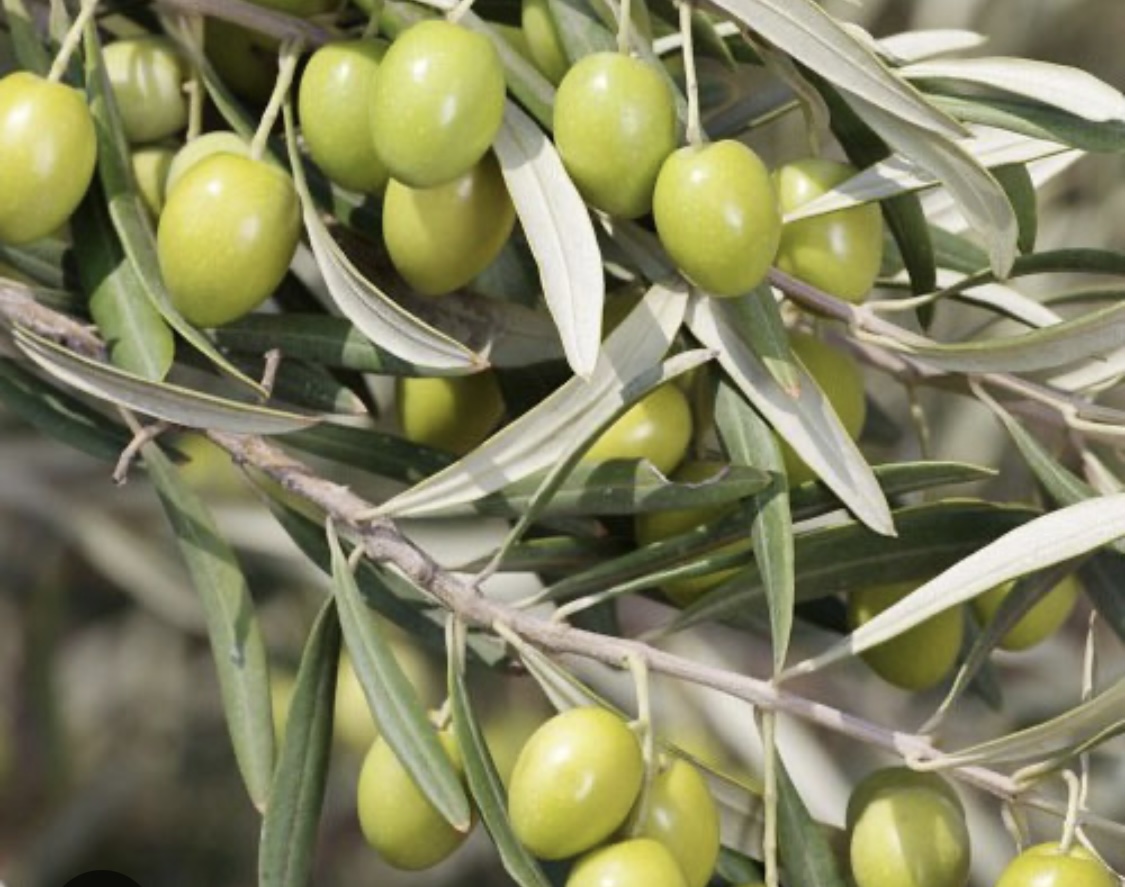 روغن زیتون درجه یک با کیفیت تضمینی