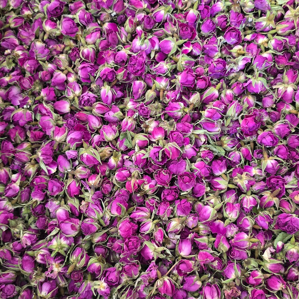 غنچه گل محمدی 