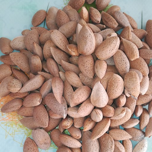 بادام درختی شیرین پوست کاغذی وسنگی