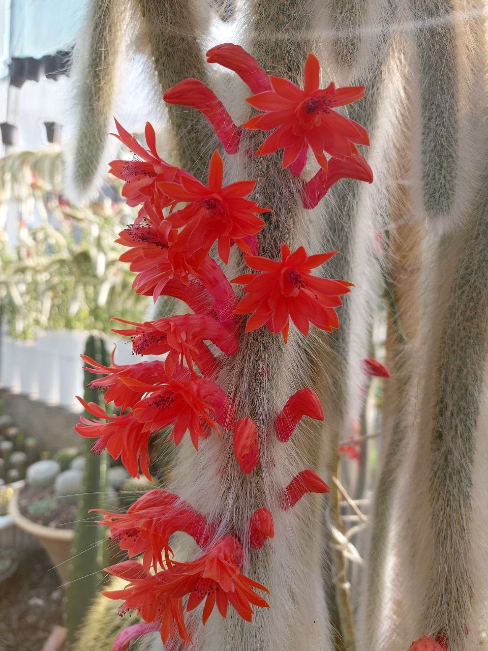 فروش کاکتوس کلکسیونی دم روباهی