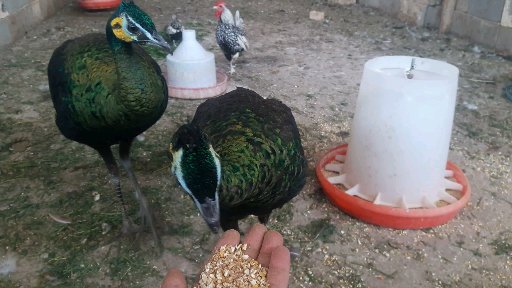 حیوانات