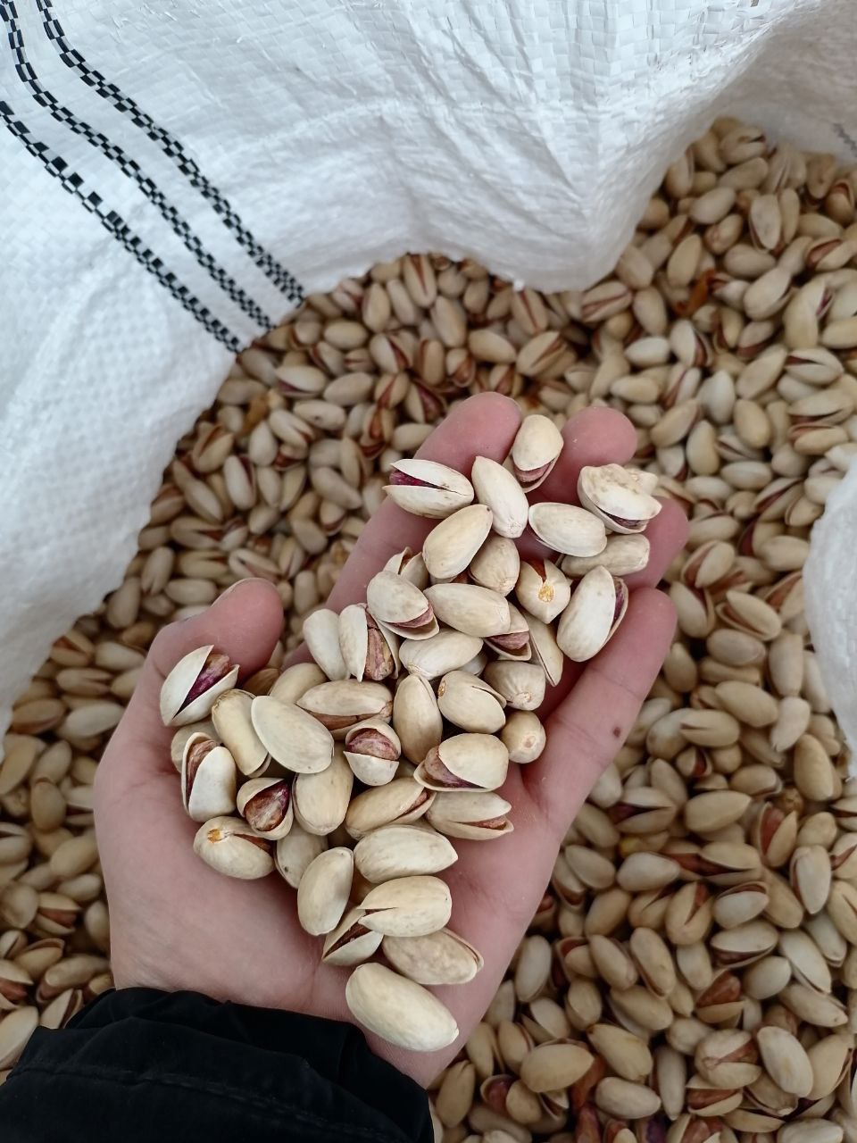 پسته Pistachio