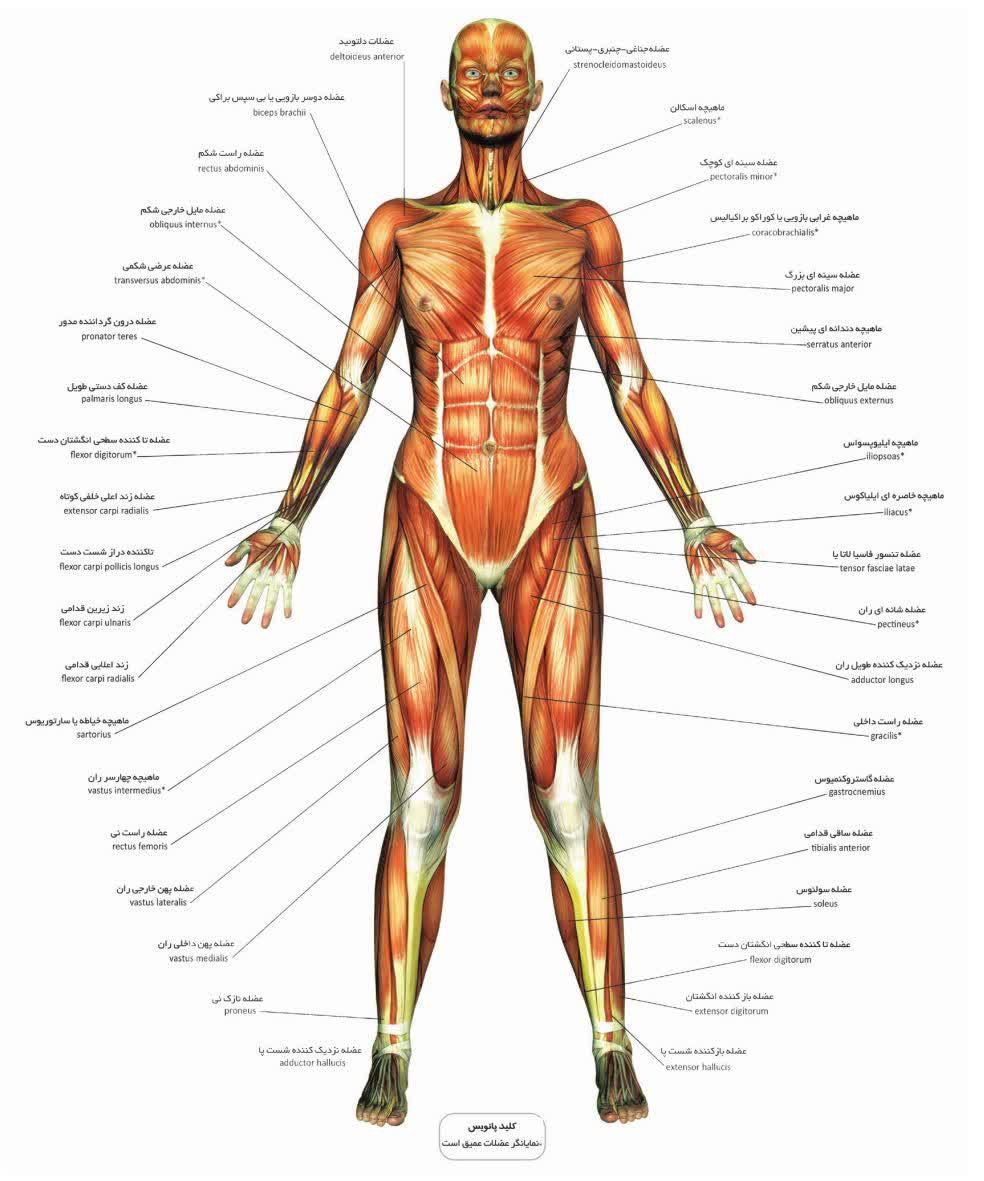 ارائه انواع خدمات ماساژ در تهران