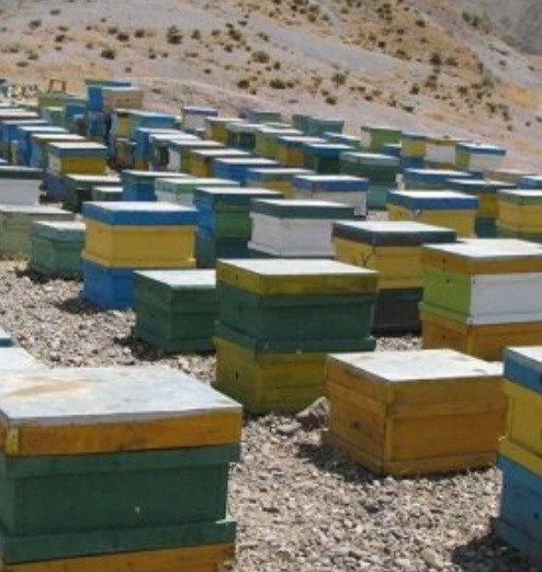 عسل گون خالص_طعمی از طبیعت