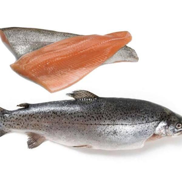 تهیه و فروش ماهی قزل‌آلا و سالمون