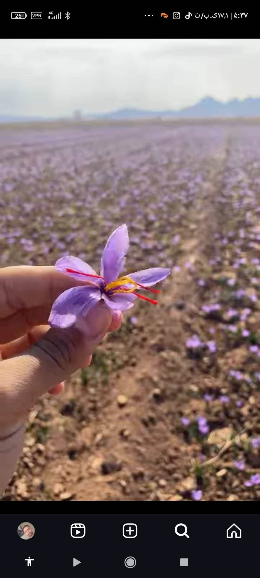 زعفران نگار ایران