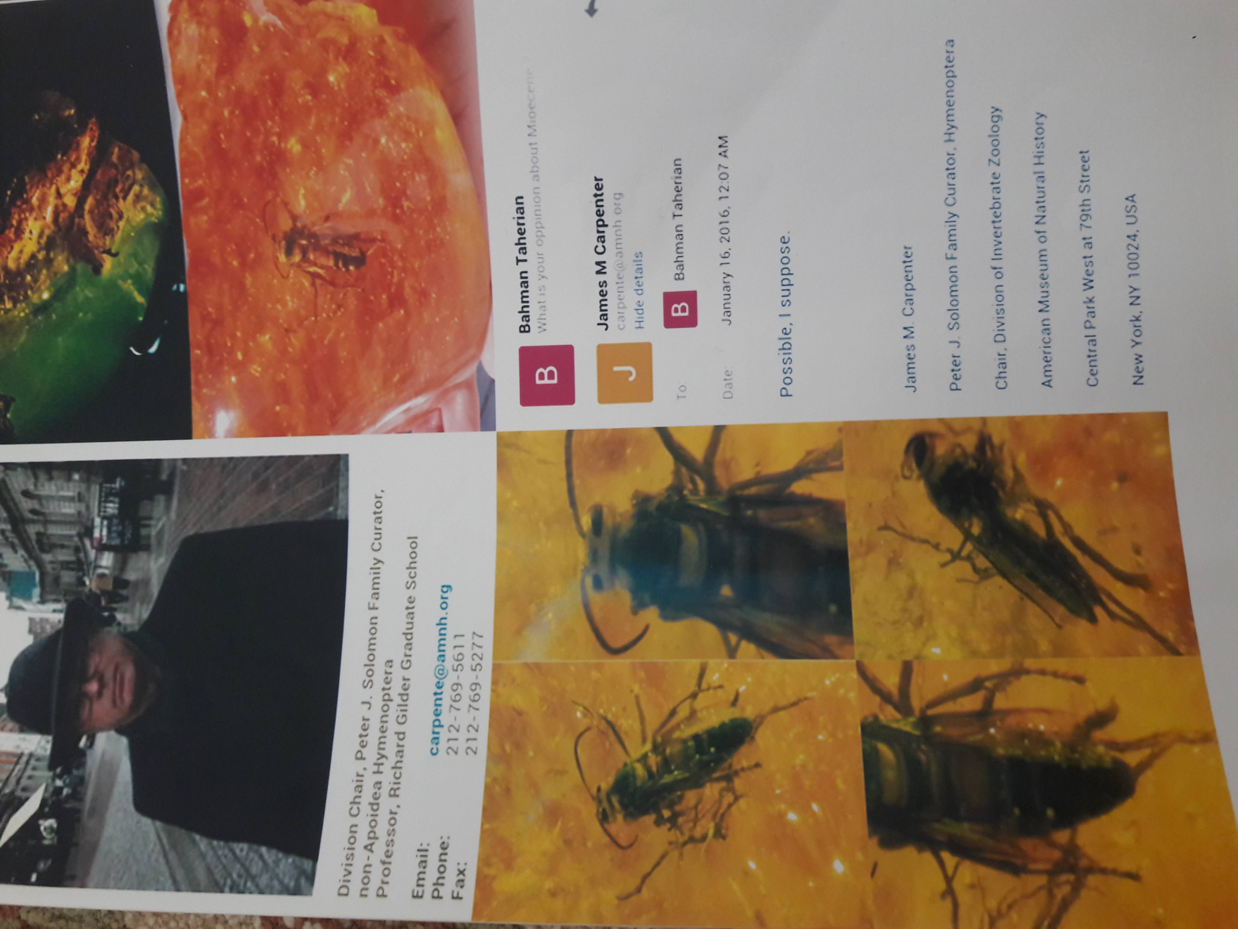 کهربای مهماندار