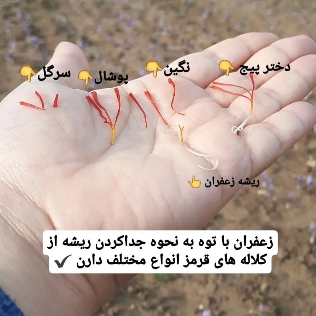 زعفران اصل قائنات