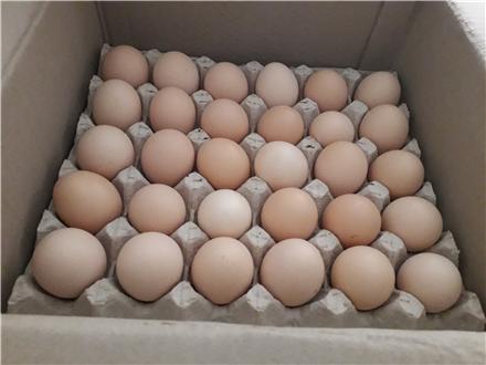 Free-range eggs