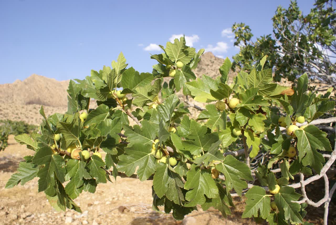 انجیر استهبان 