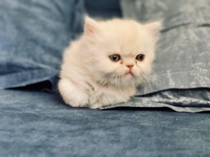 گربه نژاد پرشین کت