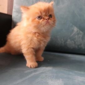 گربه نژاد پرشین کت