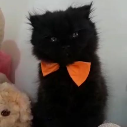 گربه نژاد پرشین کت