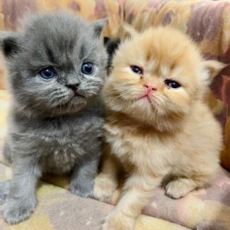 گربه نژاد پرشین کت