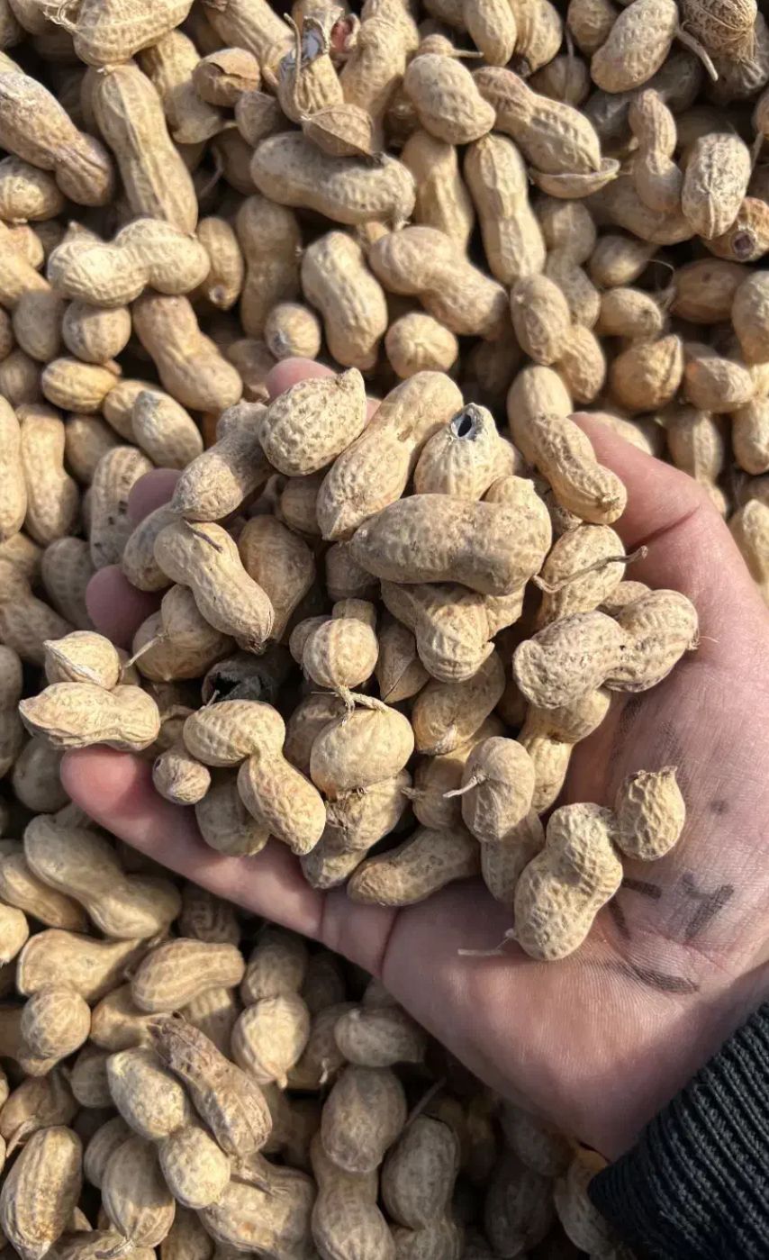 بادام زمینی درجه یک دانه درشت 