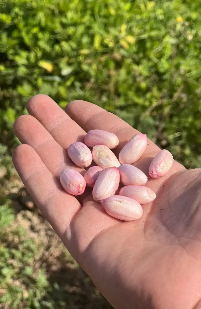 بادام زمینی درجه یک دانه درشت 