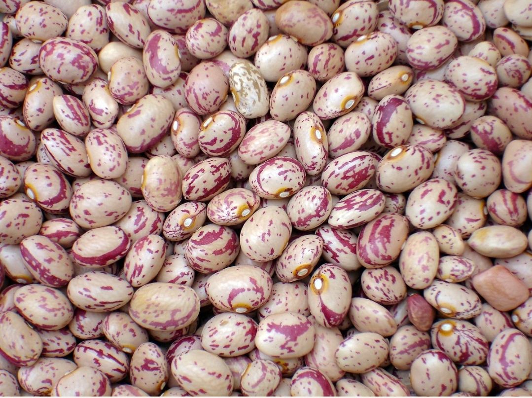 فروش محصولات غذایی ایرانی