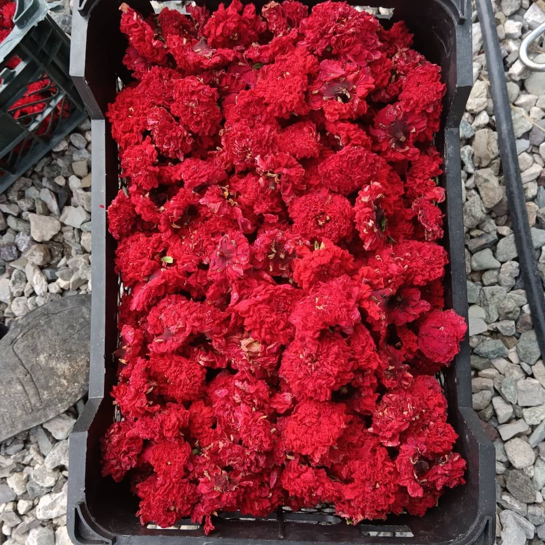 گلنار فارسی به صورت فله 