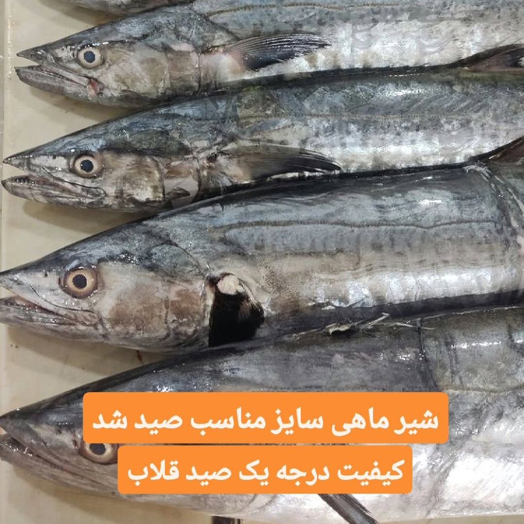 ماهی دریای بوشهر