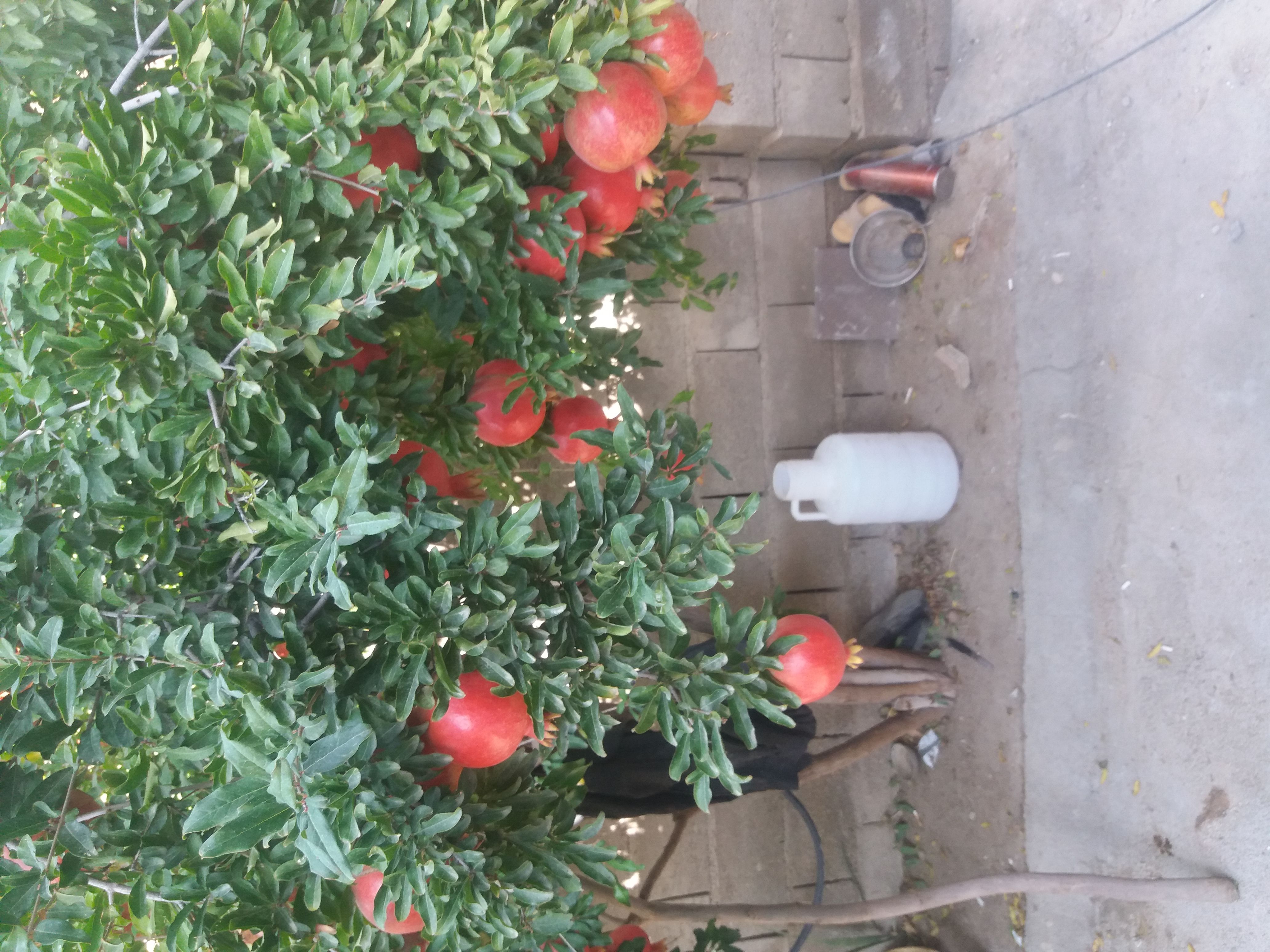 فروش انار