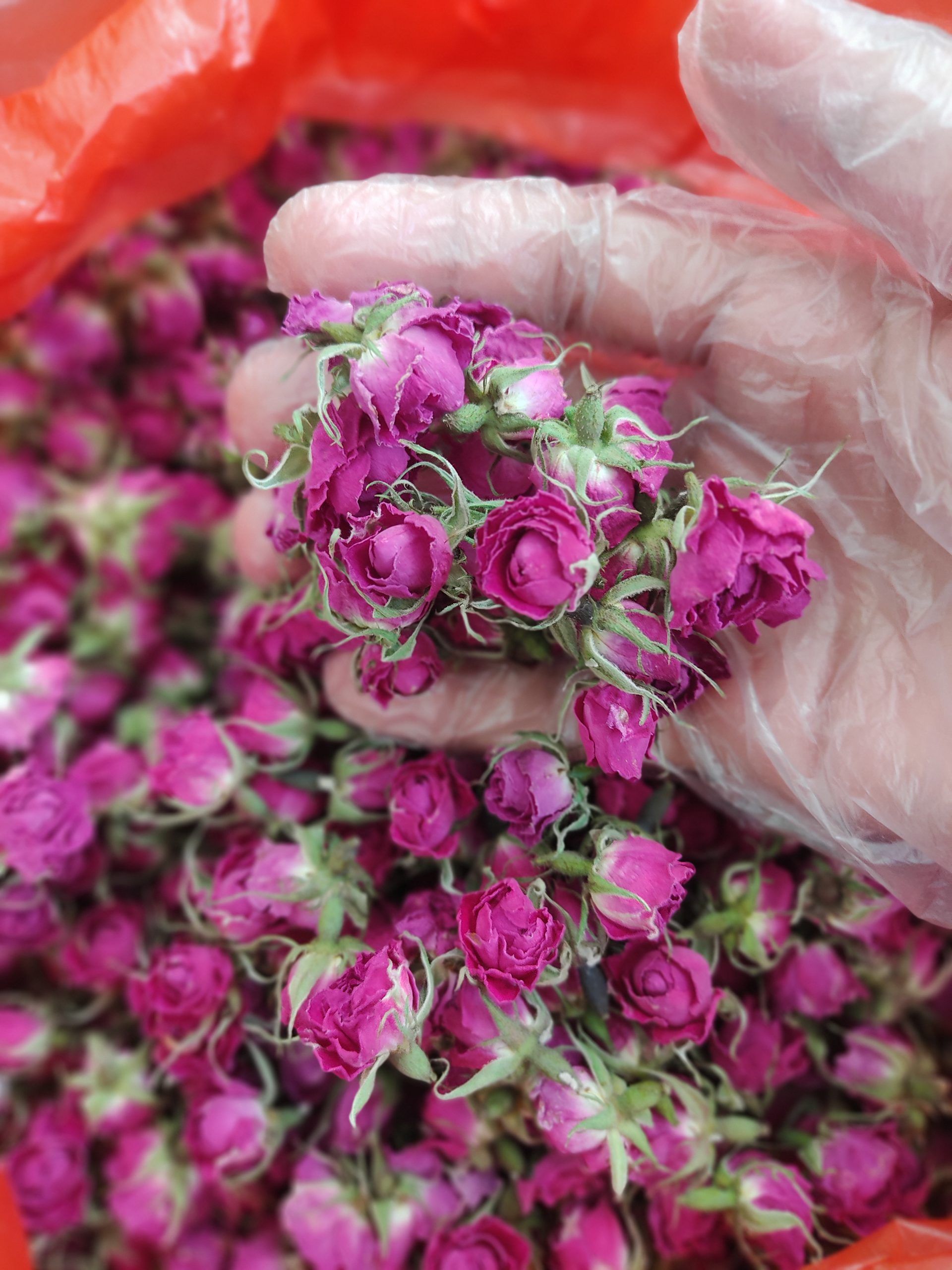 گل محمدی