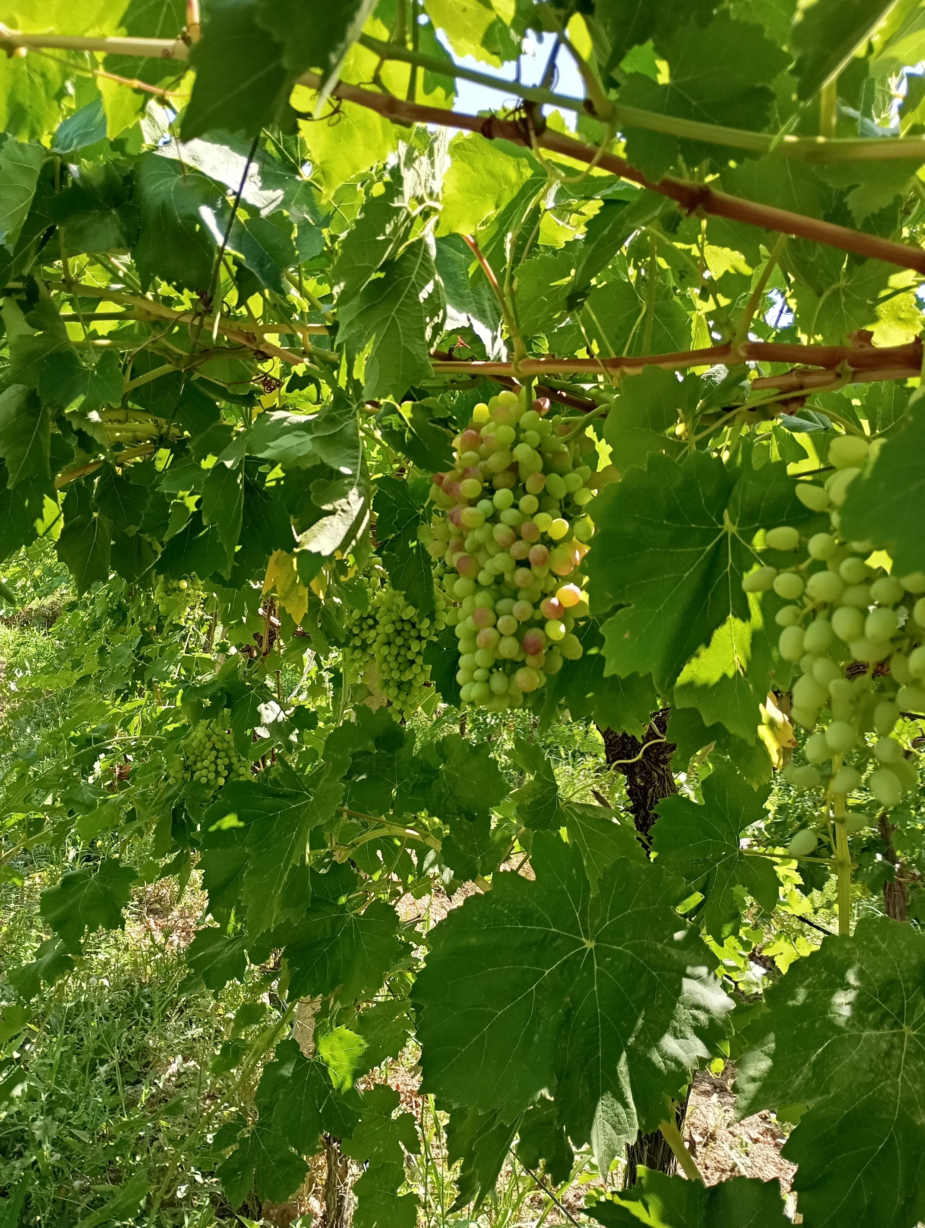 انگور ایران ارومیه