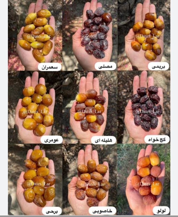 خرمای رطب عالی