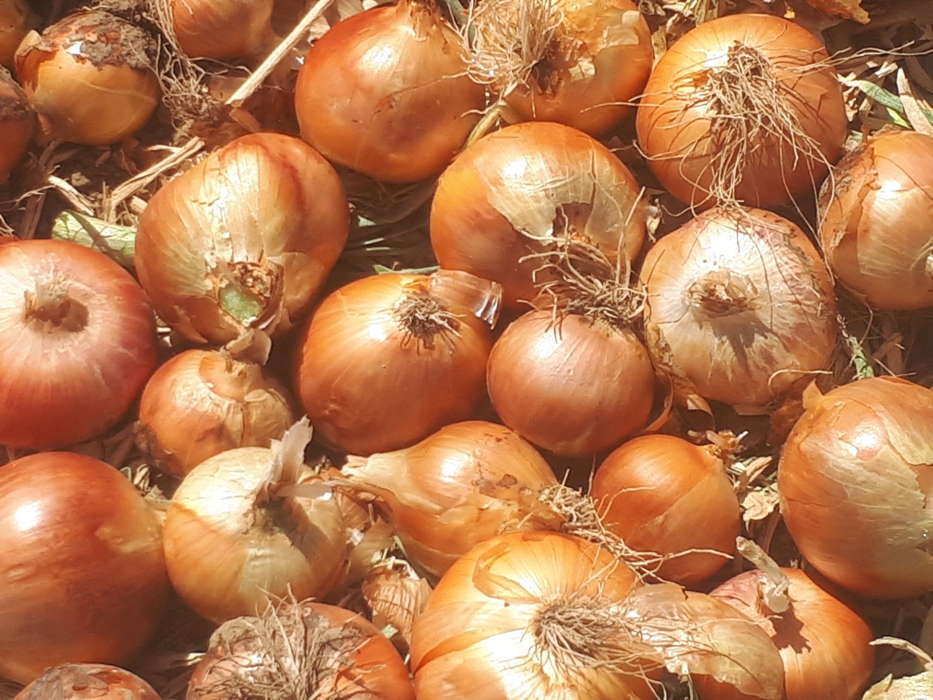 پیازطلایی درجه یک
