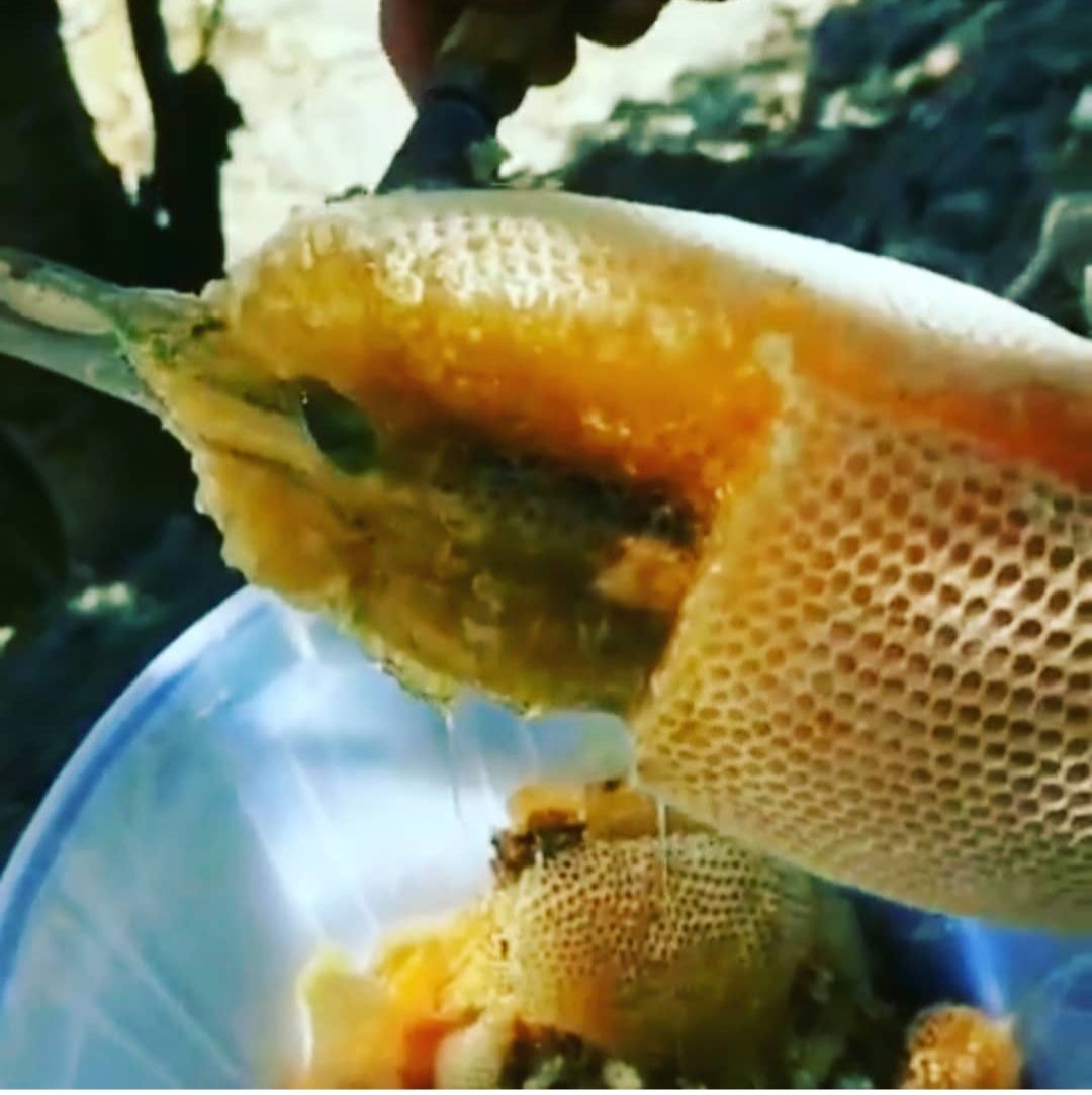 فروش عسل طبیعی کوهستان 