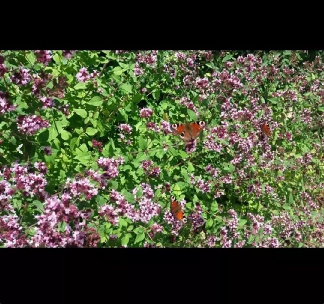 آویشن کوهی سبلان 