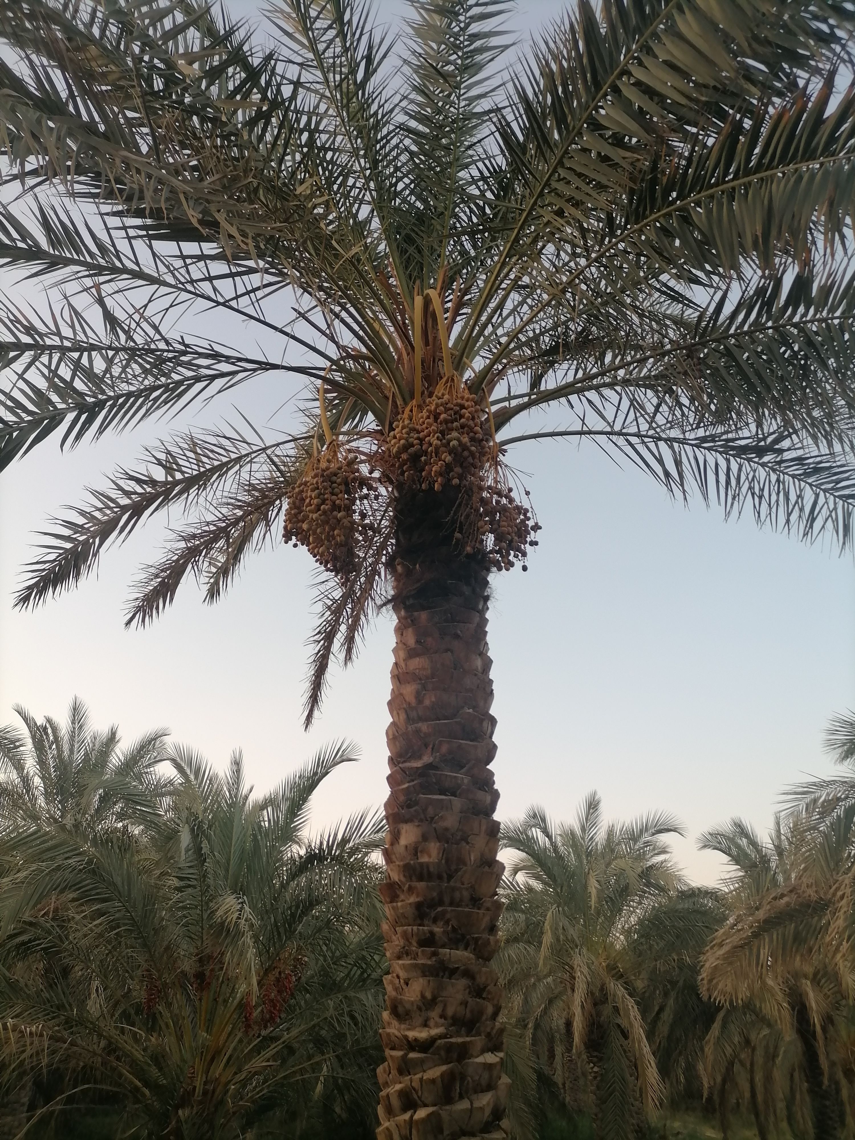 خرما 