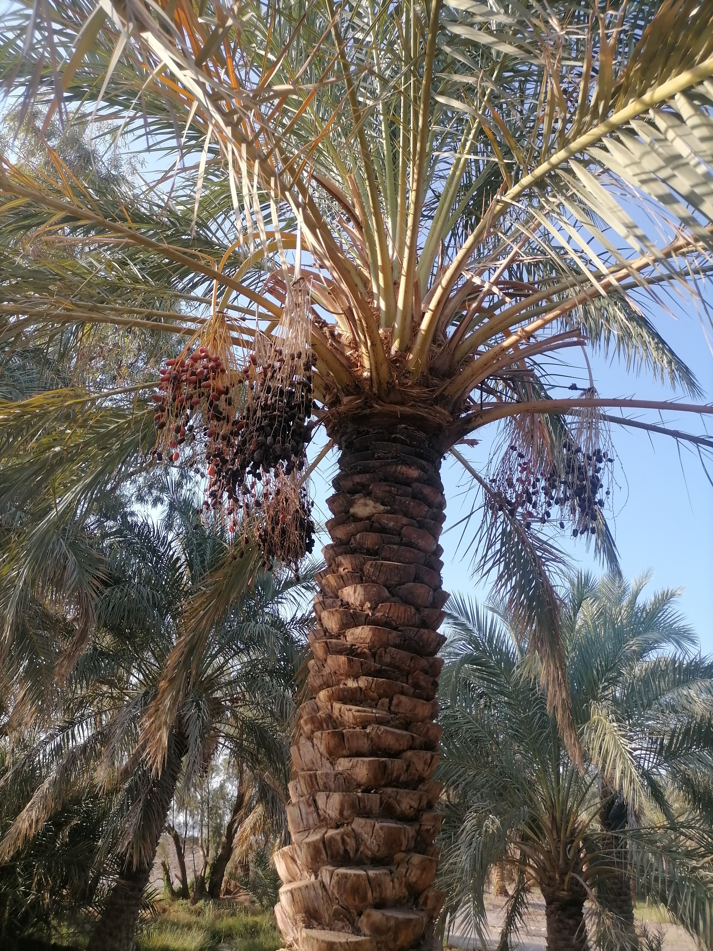 خرما 