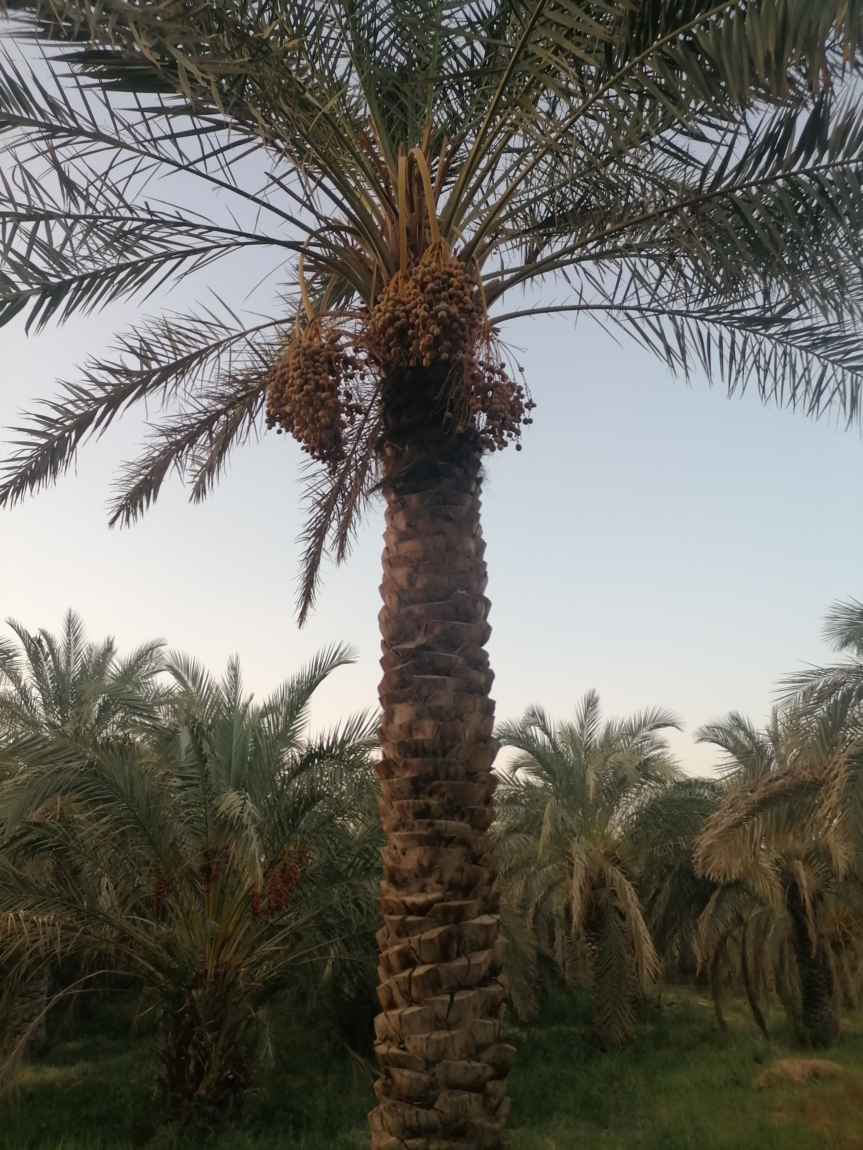خرما 