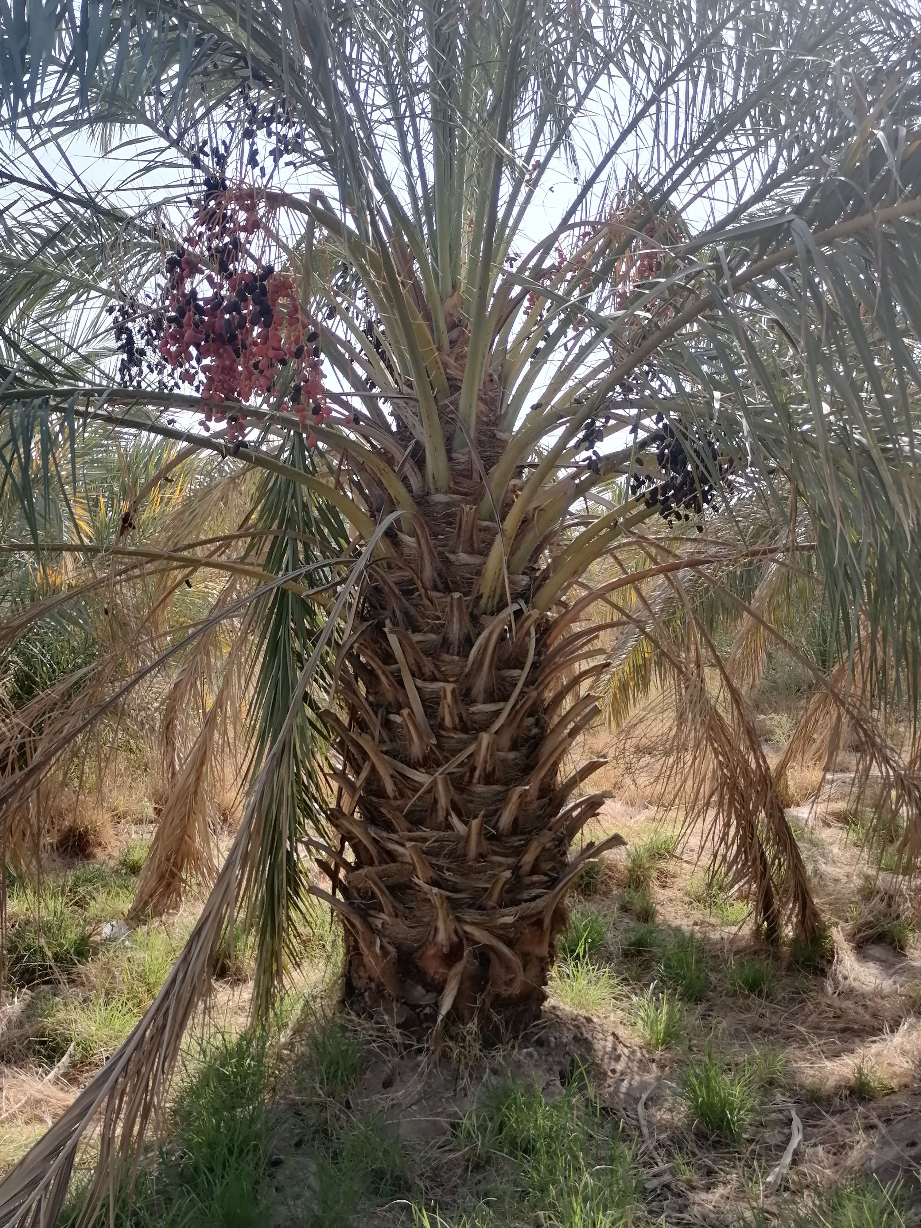 خرما 