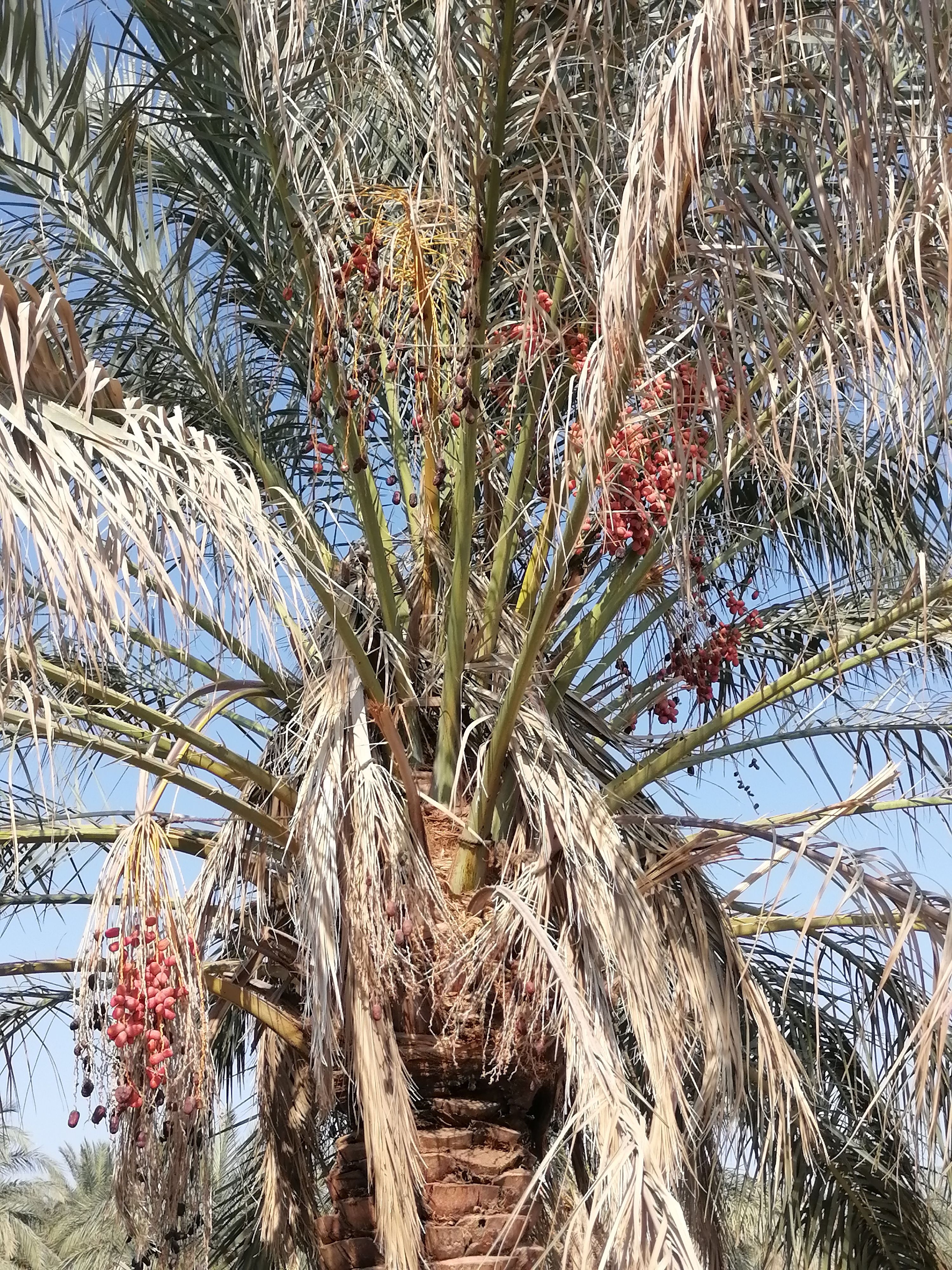 خرما 