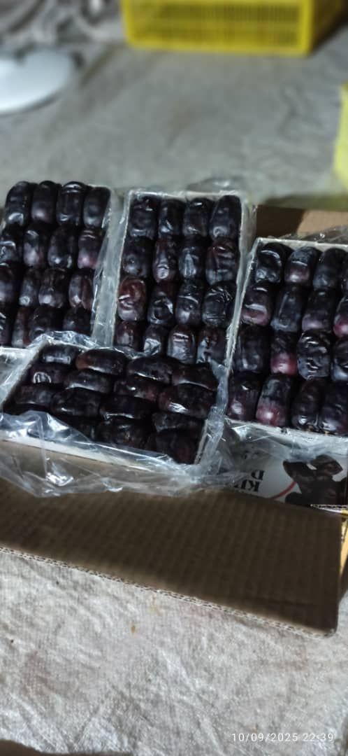 خرمای مضافتی بم 