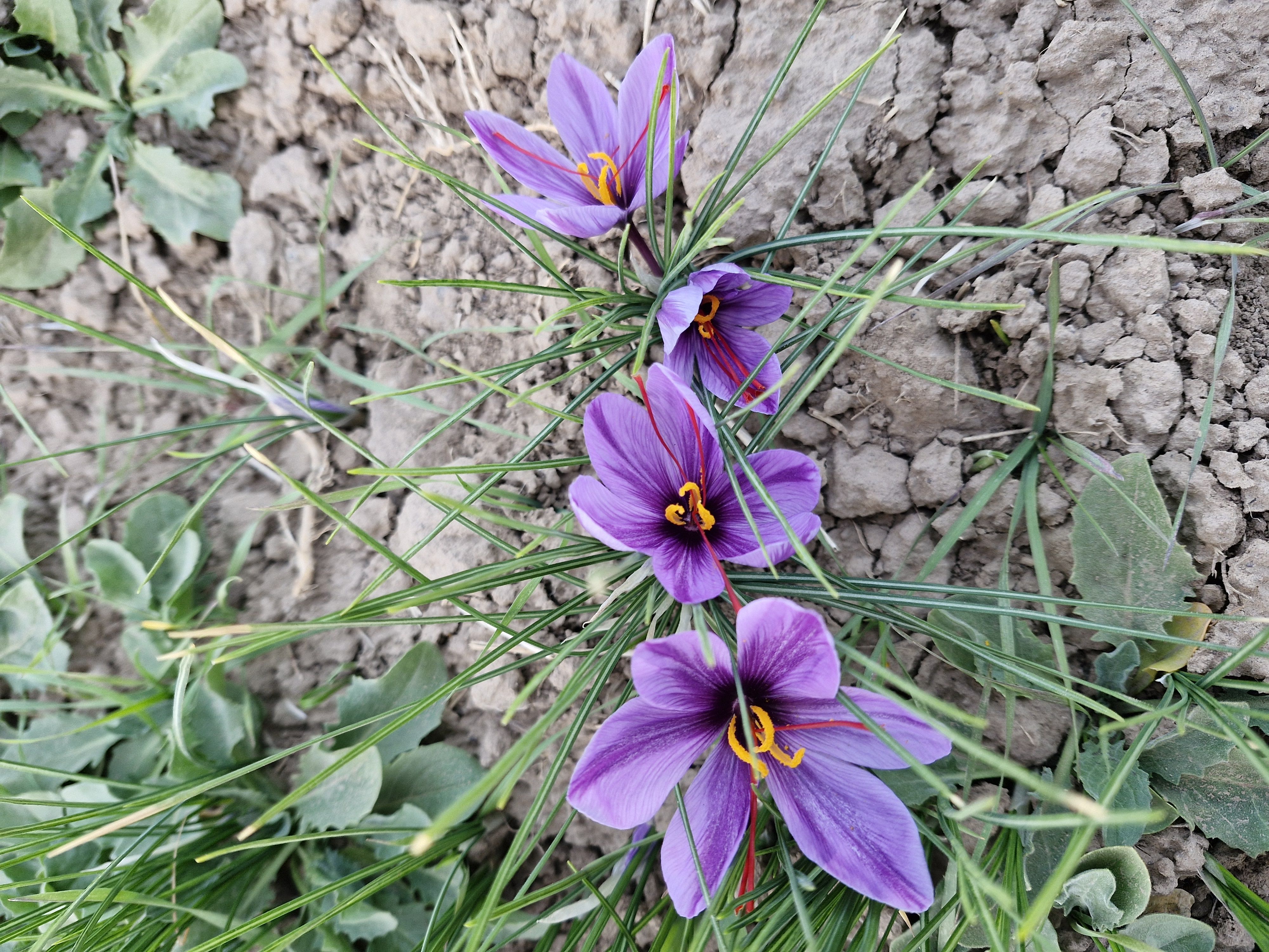 فروش زعفران مستقیم از کشاورز