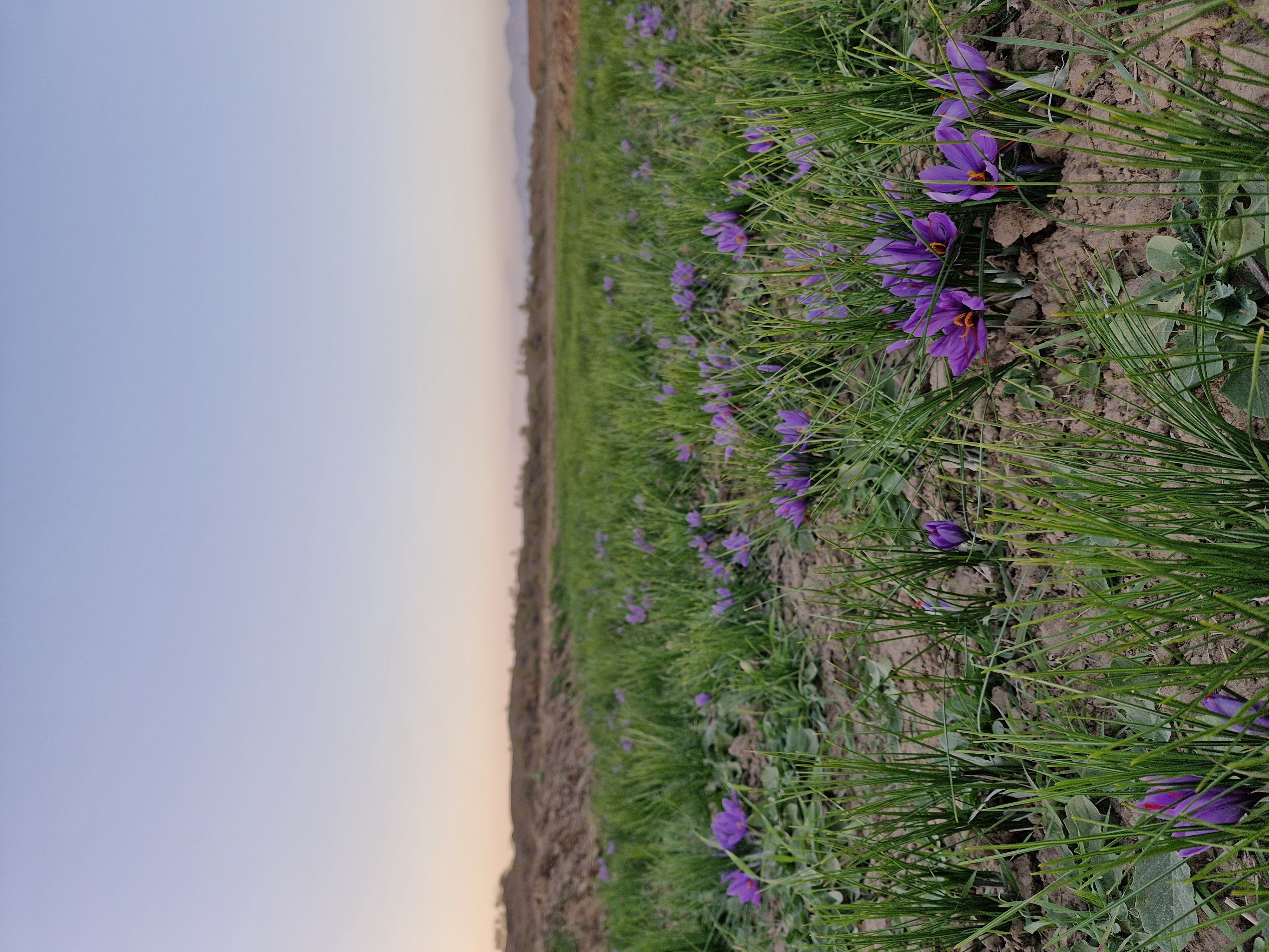 فروش زعفران مستقیم از کشاورز