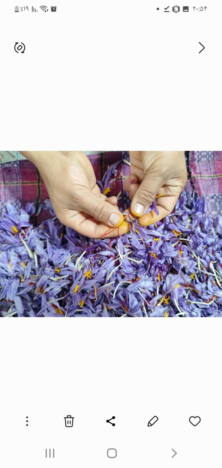 زعفران خراسان رضوی تربت حیدریه