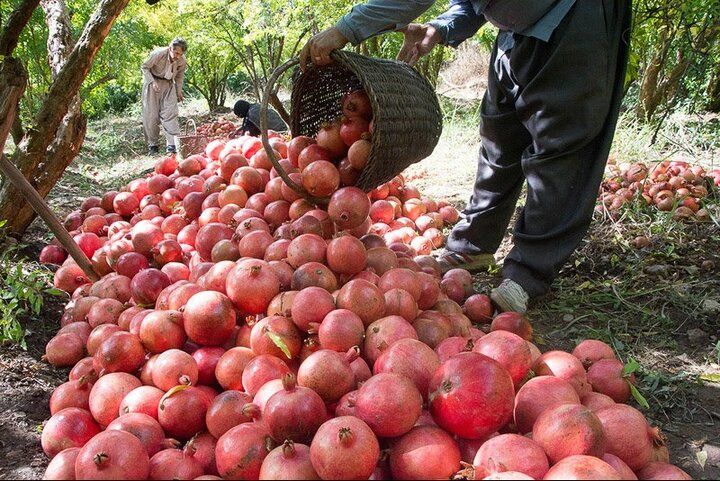 فروش انار درجه‌یک پاوه از اقلیم کردستان